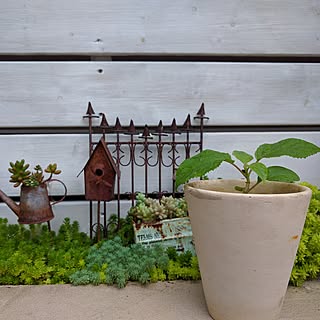 アナベル 挿し木のインテリア実例 Roomclip ルームクリップ