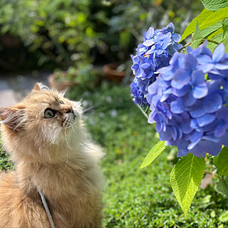 霧島の恵/ガーデニング/紫陽花/アジサイ/花のある暮らし...などのインテリア実例 - 2022-06-12 09:42:54