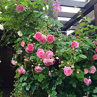 玄関/入り口/アイスバーグ/薔薇/薔薇が好き/ばら...などのインテリア実例 - 2016-05-19 06:48:36