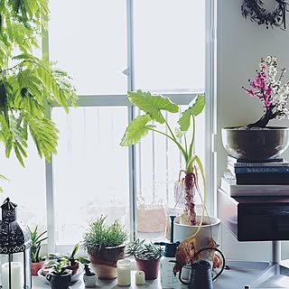 アイデア植木盆栽家の室内玄関の小さい置物の机の微景観