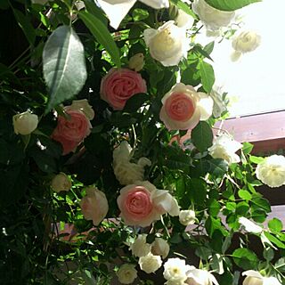 玄関/入り口/パーゴラ/薔薇が好き/バラが好き♡のインテリア実例 - 2015-11-28 11:13:14