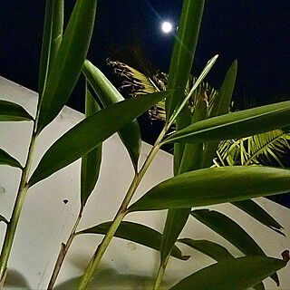 月夜の美しさ/月桃/観葉植物/植物のある暮らし/癒しの空間...などのインテリア実例 - 2021-03-25 22:32:57