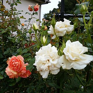 玄関/入り口/お花大好き♡/薔薇のある庭のインテリア実例 - 2017-06-22 17:09:39