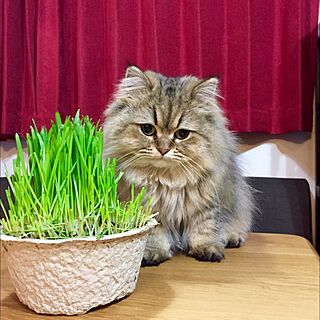 机/ねこ/ねこのいる風景/猫草のインテリア実例 - 2016-02-15 20:53:15