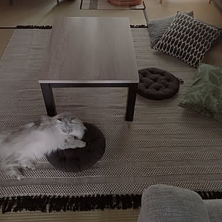 猫/山善/猫のいる風景/ネコと暮らす/H&M HOME...などのインテリア実例 - 2020-06-11 09:51:17