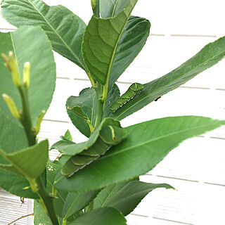 虫被害/葉っぱ/レモンの木/アゲハチョウ/青虫に食べられて…のインテリア実例 - 2019-10-08 09:57:08