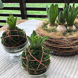 ウッドデッキDIY /無印良品/ヒヤシンス苔玉/苔玉アレンジ/苔玉...などのインテリア実例 - 2023-02-18 17:07:03