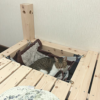 ハンモックDIY/猫のハンモック/ロフトDIY/2階リビング/猫大好き...などのインテリア実例 - 2021-05-27 20:54:01