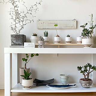 植物大好き 植物と暮らすのインテリア実例 ｜ RoomClip（ルームクリップ）
