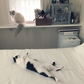 ベッド周り/猫雑貨/白が好き/やっぱり猫が好き/猫のいる日常のインテリア実例 - 2016-01-28 09:53:16