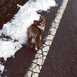 愛犬家と暮らす/散歩道/散歩/雪/チワワのいる暮らし...などのインテリア実例 - 2020-02-18 22:30:04