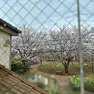 玄関/入り口/家からの風景/桜の見える家/お花見/さくら...などのインテリア実例 - 2024-04-06 14:36:03