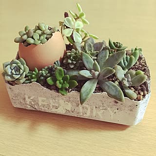 バス/トイレ/ばす、トイレではないです/多肉植物/succulent plants/多肉の寄せ植え...などのインテリア実例 - 2015-09-12 22:53:50