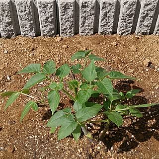 玄関/入り口/日替わり投稿企画!木曜日/皇帝ダリア/植物/花...などのインテリア実例 - 2017-06-08 09:32:09