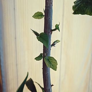 部屋全体/ウンベラータ成長中/新芽♡/みどりのある暮らし/観葉植物のある暮らし...などのインテリア実例 - 2023-04-13 09:21:34