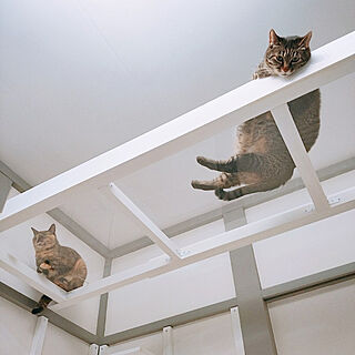 壁/天井/保護猫/ねこのいる日常/ねこと暮らす/キャットステップDIY...などのインテリア実例 - 2022-05-28 20:11:01