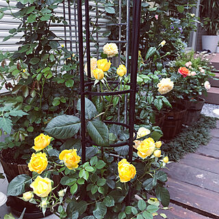 薔薇が好き/黄色/バラの庭/皆さまいつもありがとうございます。/ナチュラル...などのインテリア実例 - 2020-05-22 20:12:02