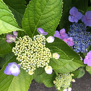 玄関/入り口/夏が来る/夏/春/季節の花...などのインテリア実例 - 2018-05-29 12:15:48