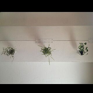 壁/天井/植物/DIY 棚のインテリア実例 - 2013-06-24 22:46:10
