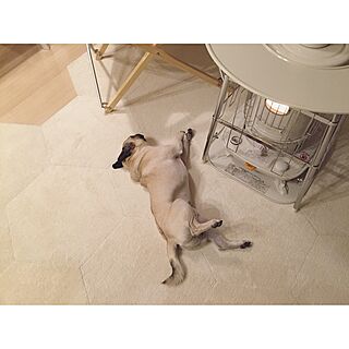 賃貸/パグ/犬と暮らす/Instagram:yui____k/犬...などのインテリア実例 - 2016-12-26 20:16:34