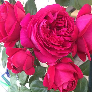 玄関/入り口/植物/薔薇/ガーデニング/つるバラ...などのインテリア実例 - 2016-05-27 22:29:46