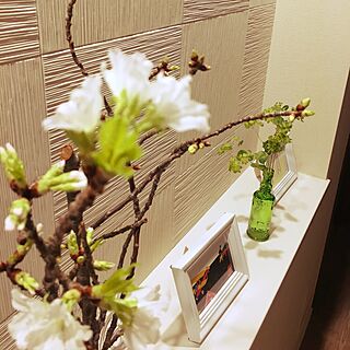 壁/天井/桜/花のある暮らしのインテリア実例 - 2017-03-11 23:04:40