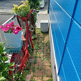 ガーデニング/赤い自転車/青い家/玄関/入り口のインテリア実例 - 2022-04-03 10:26:19