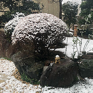 和風の庭/日本庭園/寒い/雪が降ってる/リビング...などのインテリア実例 - 2022-03-22 13:17:36