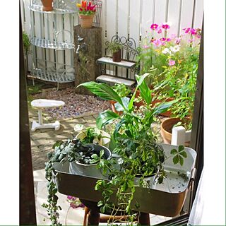 リビング/DIY/植物/DIY庭/リビングから見える庭のインテリア実例 - 2013-10-08 08:37:03