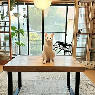 机/観葉植物/DIY/ねこのいる風景/猫との暮らし...などのインテリア実例 - 2023-08-14 17:41:32