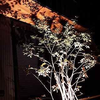 外照明/シンボルツリー/間接照明/#アオダモ/観葉植物...などのインテリア実例 - 2020-10-04 20:10:42