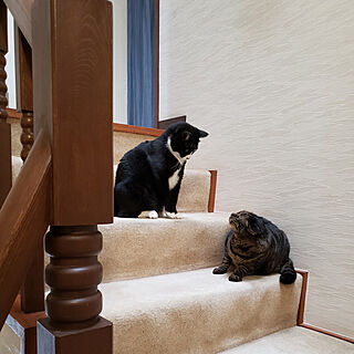 ねこと暮らす/階段/猫/ねこのいる風景/カーペット敷きの階段...などのインテリア実例 - 2021-08-15 14:32:01