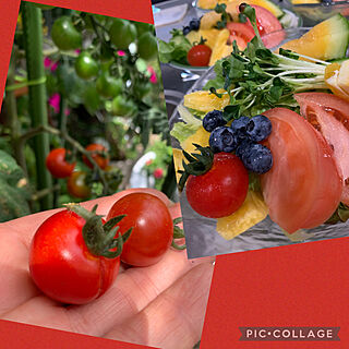 初めてトマト収穫しました/レッドラブの会/グリーンラブの会/ベランダ/グリーン...などのインテリア実例 - 2022-07-07 17:14:07