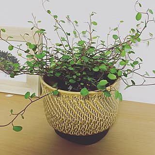 棚/グリーン初心者/グリーンのある暮らし/ワイヤープランツ/観葉植物...などのインテリア実例 - 2016-03-31 10:16:28