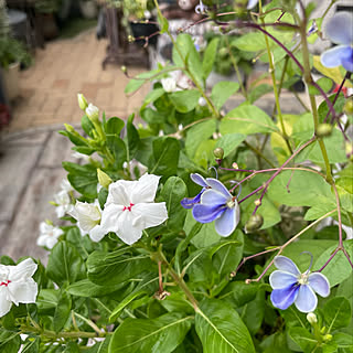 夏の寄せ植え/植物のある暮らし/いいねありがとうございます♡/庭/ガーデニング...などのインテリア実例 - 2022-08-23 14:58:38