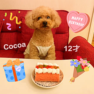 動物と暮らす/動物が好き♡/ハッピーバースデー♪/ロールケーキ♡/老犬12歳...などのインテリア実例 - 2023-07-05 13:37:30