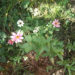 玄関/入り口/休日の過ごし方/有り難うございます/お付き合い感謝します❤︎/ジニア...などのインテリア実例 - 2022-10-03 11:13:29