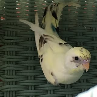 ベッド周り/インコと暮らす家/インテリアじゃなくてごめんなさい.../インコ大好き♡のインテリア実例 - 2017-06-12 16:50:14