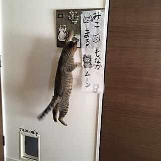 書き初め/ねこと暮らす/猫のいる日常/猫との生活/猫...などのインテリア実例 - 2018-01-07 13:53:35