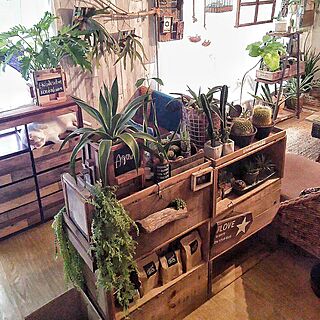 部屋全体/猫と植物の共存/サボテン/NO GREEN NO LIFE/GREEN LIFE...などのインテリア実例 - 2016-10-16 05:11:14