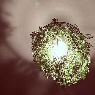 壁/天井/植物のインテリア実例 - 2013-02-21 18:45:02