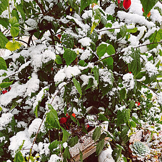 神奈川県民/関東/雪降りました…/赤くて可愛い/アブチロンの花...などのインテリア実例 - 2022-01-07 14:21:27