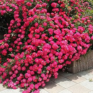 玄関/入り口/薔薇のインテリア実例 - 2014-05-11 00:44:18