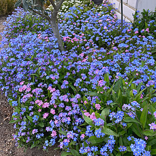 ガーデニング わすれな草のおしゃれなインテリア 部屋 家具の実例 Roomclip ルームクリップ