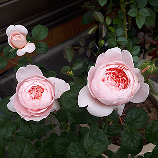 玄関/入り口/バラ/薔薇/薔薇鉢植え/クイーンオブスウェーデンのインテリア実例 - 2022-05-02 20:51:19
