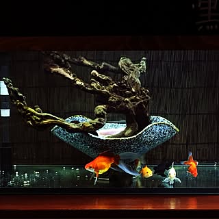 リビング/流木/水槽/タマサバ/金魚...などのインテリア実例 - 2016-11-06 18:58:52