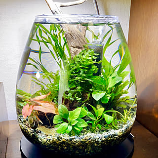 水草水槽/水槽ディスプレイ/一人暮らし/アクアリウムのある暮らし/シダ植物...などのインテリア実例 - 2021-07-29 15:32:01