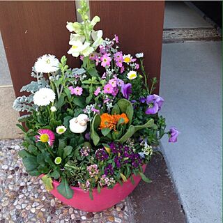 玄関/入り口/寄せ植え/花/インテリアに花をのインテリア実例 - 2015-03-25 17:05:05
