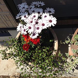 初寄せ植え/お花の名前はわかりません/もらったお花のインテリア実例 - 2013-04-22 13:26:03