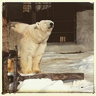 ベッド周り/シロクマ/男前/男前化計画/旭山動物園...などのインテリア実例 - 2015-01-28 20:03:16